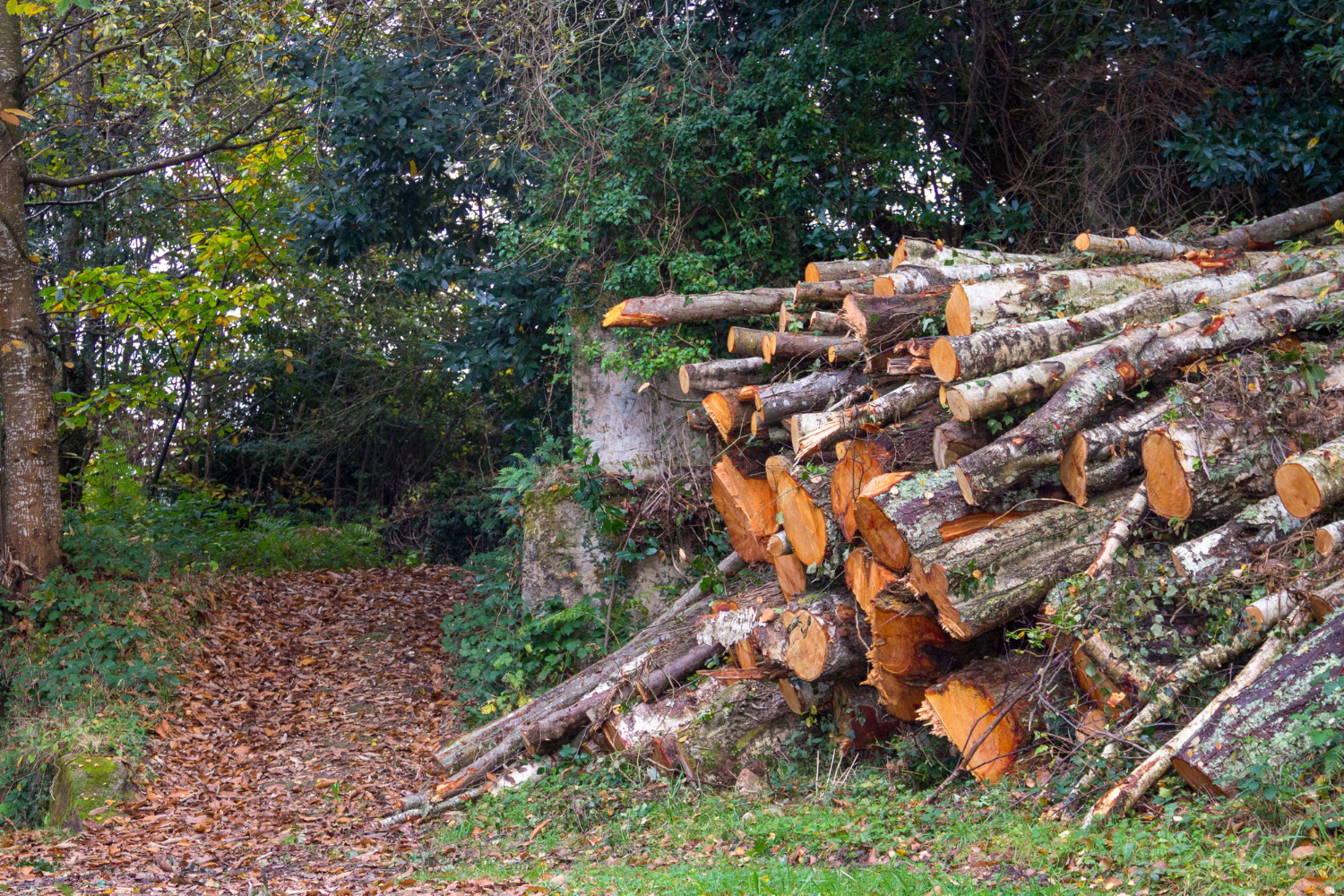 Mantenimiento e Integrales y Forestal JR: Talas y desbroces forestales